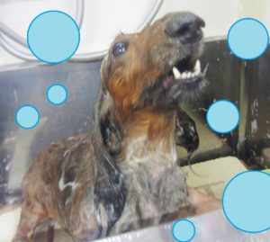 シャンプーダックス