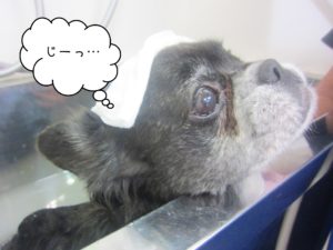 お風呂ミックス