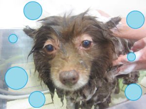 シャンプーポメ