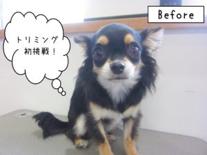 よろしくチワワ