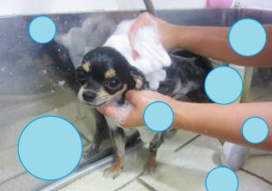 シャンプーチワワ
