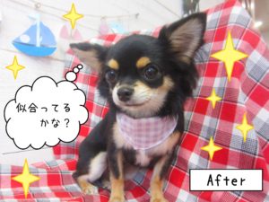 仕上がりチワワ