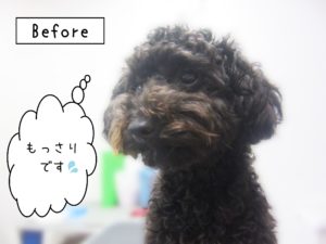 よろしくトイプー