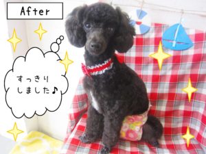 仕上がりトイプー