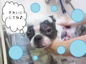 シャンプーボストン