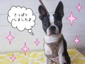 仕上がりボストン