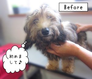 よろしくミックス