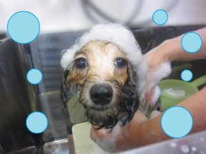 シャンプーミックス