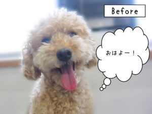 よろしくトイプー