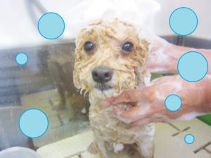 シャンプートイプー