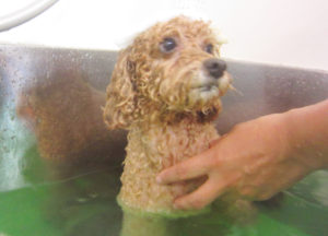 お風呂トイプー