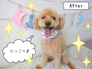 仕上がりトイプー