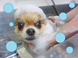 シャンプーミックス