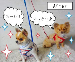 仕上がりミックス&チワワ