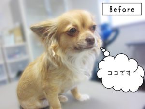 よろしくチワワ