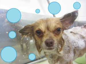 シャンプーチワワ