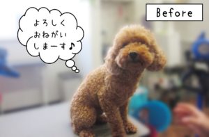 よろしくトイプー