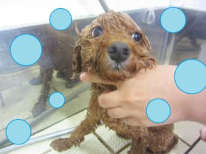 シャンプートイプー