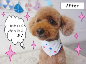 仕上がりトイプー