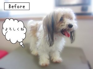 よろしくミックス