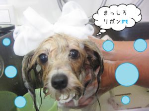 シャンプーミックス