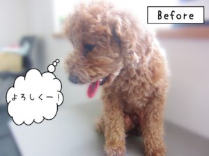 よろしくトイプー