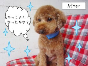 仕上がりトイプー