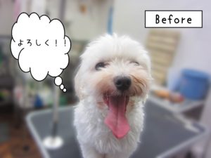 よろしくマルチーズ