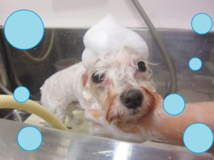 シャンプーマルチーズ