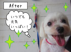 仕上がりマルチーズ