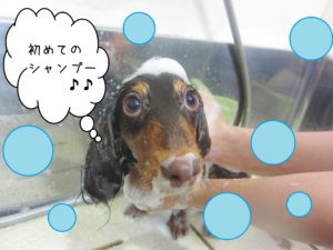 シャンプーダックス