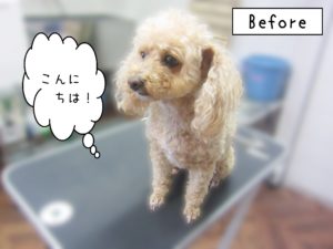 よろしくトイプー