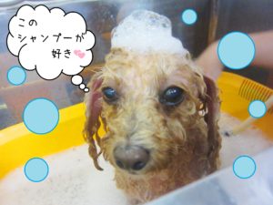 シャンプートイプー