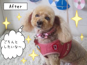 仕上がりトイプー