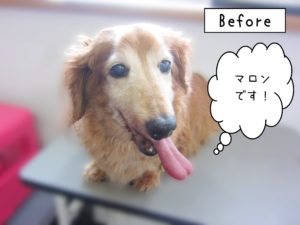 よろしくダックス