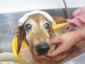 お風呂ダックス