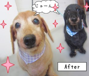 仕上がりダックス