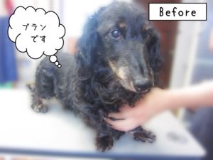 よろしくダックス