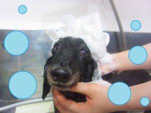 シャンプーダックス