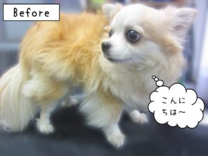 よろしくチワワ