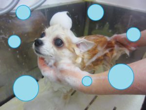 シャンプーチワワ