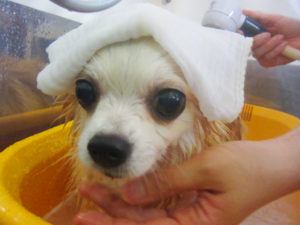 お風呂チワワ