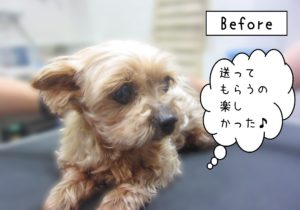 よろしくヨーキー