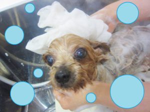 シャンプーヨーキー