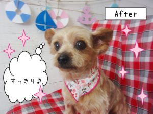 仕上がりヨーキー