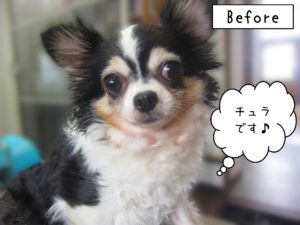 よろしくチワワ