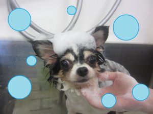 シャンプーチワワ