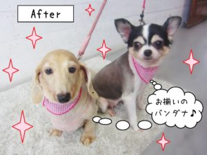 仕上がりダックス&チワワ