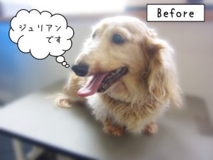 よろしくダックス