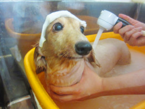 お風呂ダックス